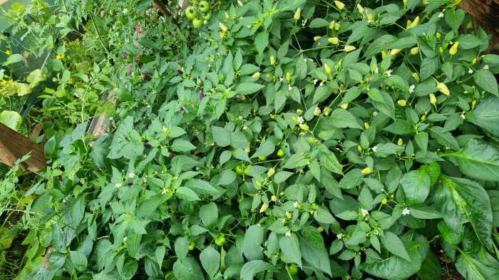 Фотография покупателя товара Семена цветов Перец «Аладдин», декоративный, «Семена Алтая», 0.1 г - Фото 3