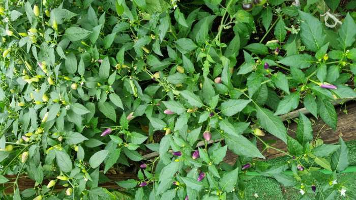 Фотография покупателя товара Семена цветов Перец «Аладдин», декоративный, «Семена Алтая», 0.1 г - Фото 4