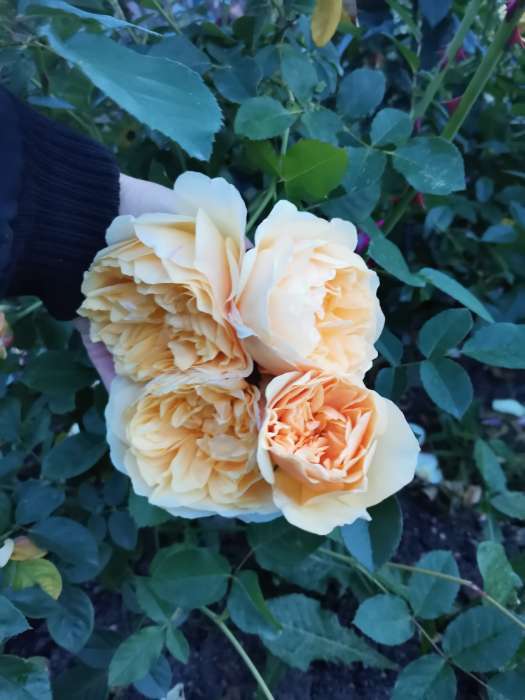 Фотография покупателя товара Саженец Роза английская парковая "Грэхэм Томас", туба, 1 шт, Весна 2025 - Фото 1