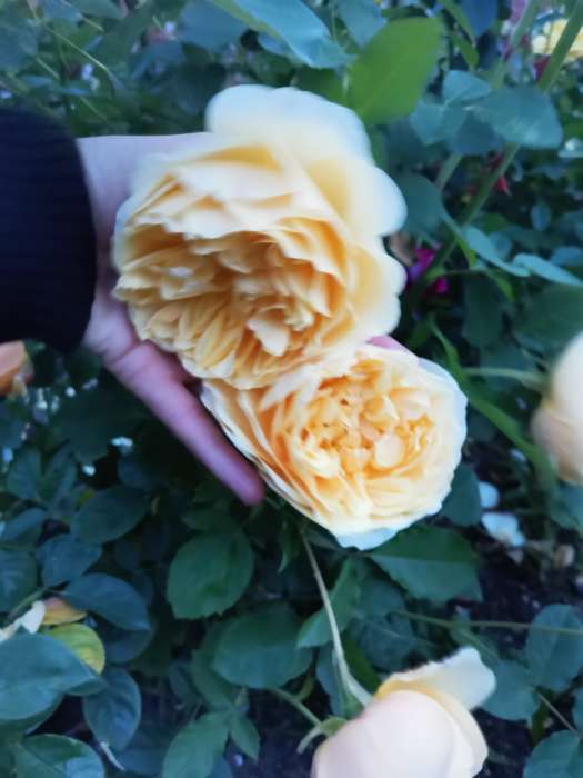 Фотография покупателя товара Саженец Роза английская парковая "Грэхэм Томас", туба, 1 шт, Весна 2025 - Фото 2