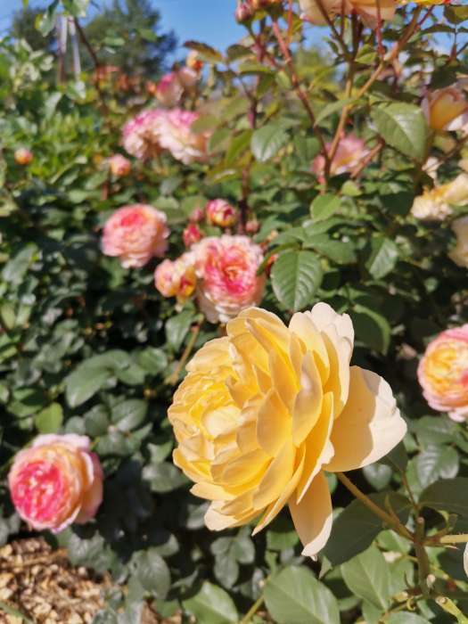 Фотография покупателя товара Саженец Роза английская парковая "Грэхэм Томас", туба, 1 шт, Весна 2025 - Фото 3