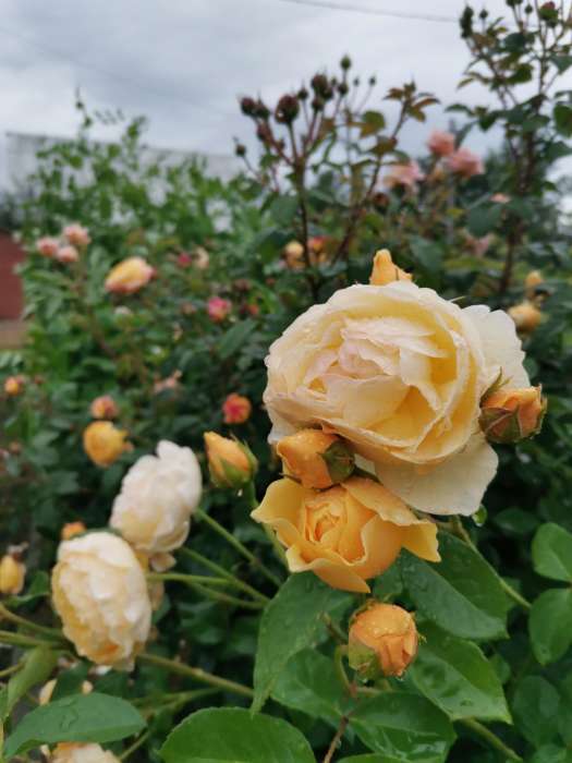 Фотография покупателя товара Саженец Роза английская парковая "Грэхэм Томас", туба, 1 шт, Весна 2025 - Фото 4