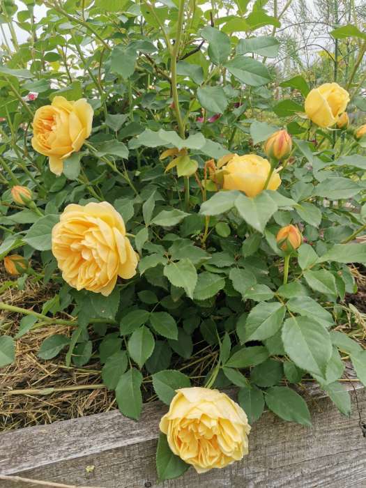 Фотография покупателя товара Саженец Роза английская парковая "Грэхэм Томас", туба, 1 шт, Весна 2025 - Фото 5