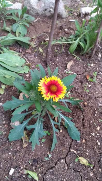 Фотография покупателя товара Семена цветов гайлардия крупноцветковая «Солнце Аризоны», 7 шт. - Фото 3