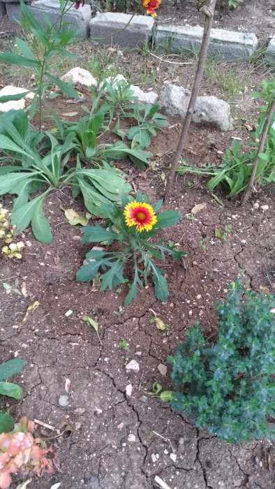 Фотография покупателя товара Семена цветов гайлардия крупноцветковая «Солнце Аризоны», 7 шт. - Фото 2