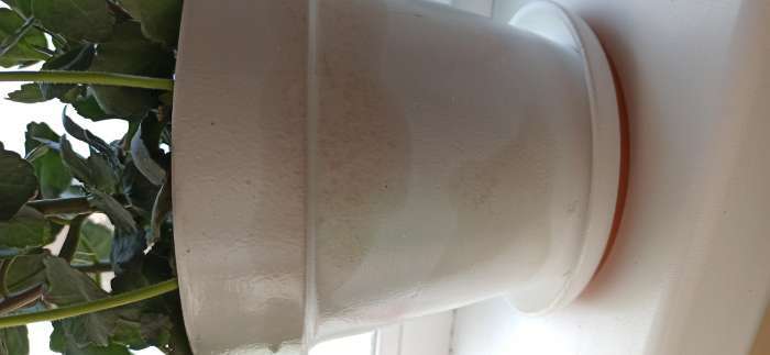 Фотография покупателя товара Горшок для цветов, 2 л, d=18 см, h=16 см, керамика, с поддоном, белый - Фото 16