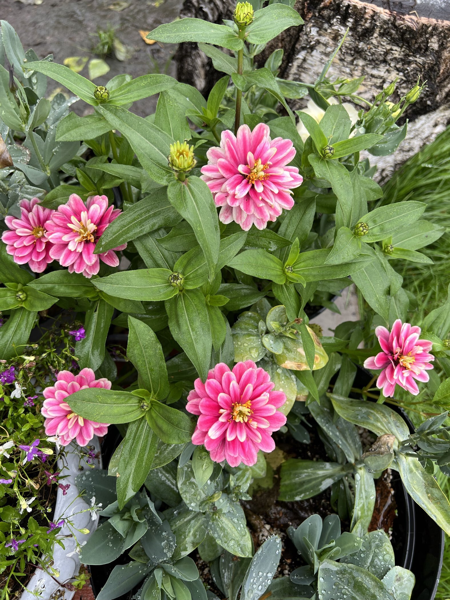 Фотография покупателя товара Семена цветов  Цинния Дабл Захара "Розовая фантазия", ц/п,   5 шт - Фото 1