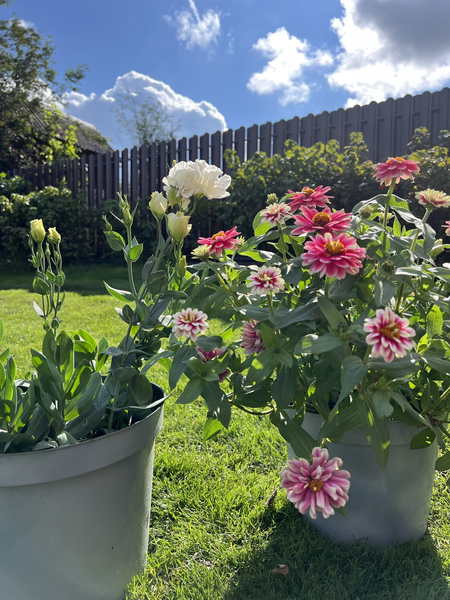 Фотография покупателя товара Семена цветов  Цинния Дабл Захара "Розовая фантазия", ц/п,   5 шт - Фото 2
