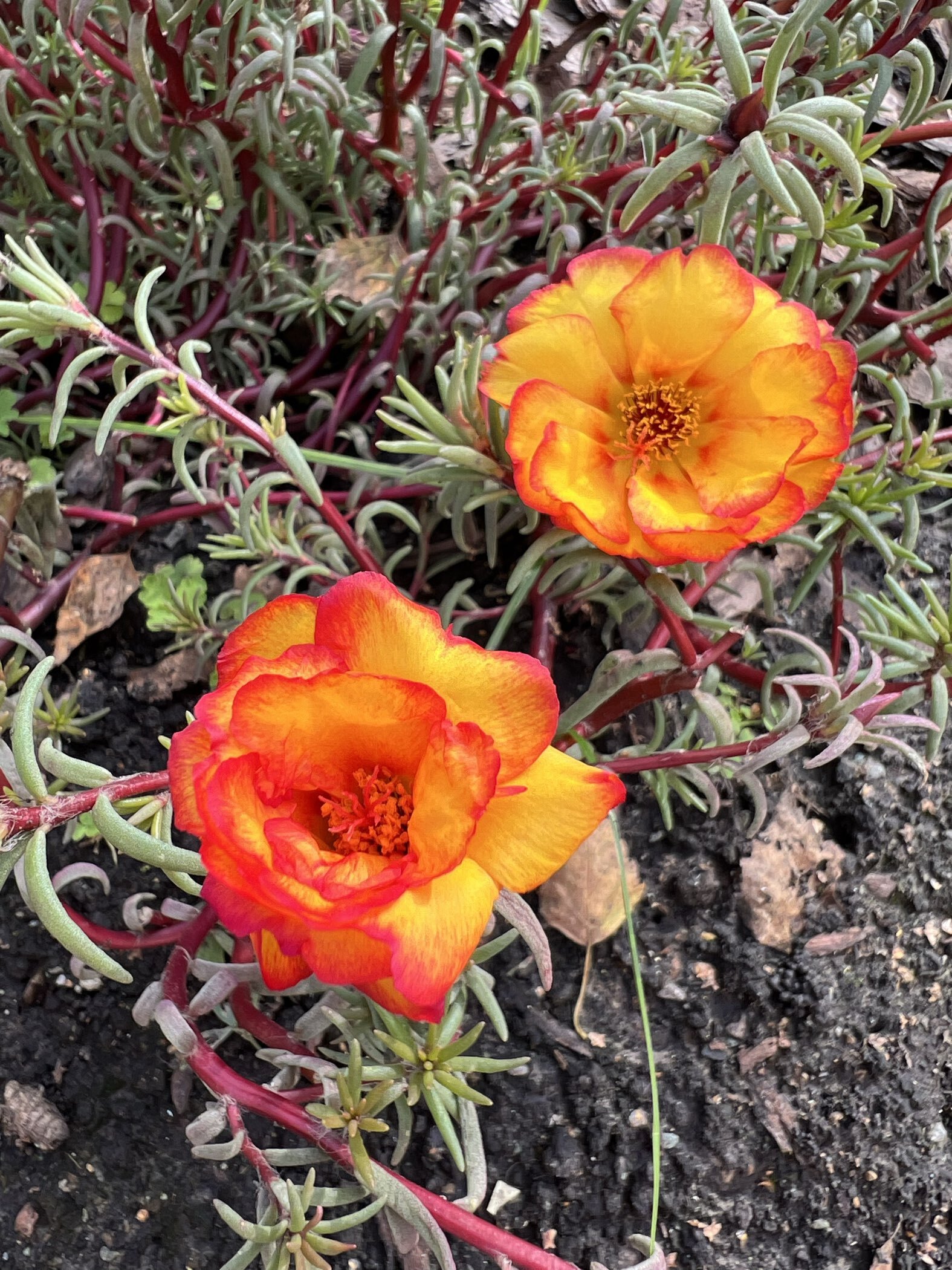 Фотография покупателя товара Семена цветов Портулак «Каламбур» смесь, однолетник, 0.1 г, «Семена Алтая» - Фото 1