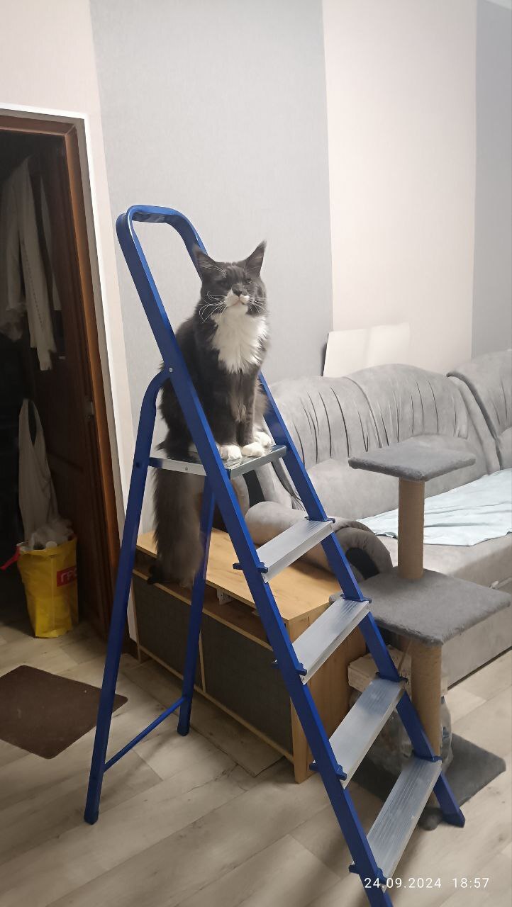 Фотография покупателя товара УЦЕНКА Стремянка ТУНДРА, металлическая комбинированная, 7 ступеней, 1450 мм - Фото 2