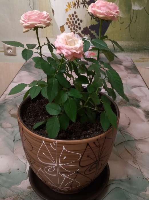 Фотография покупателя товара Горшок для цветов «Витраж», 2.5 л, d=19 см, h=18 см, керамика, с поддоном, коричневый - Фото 2