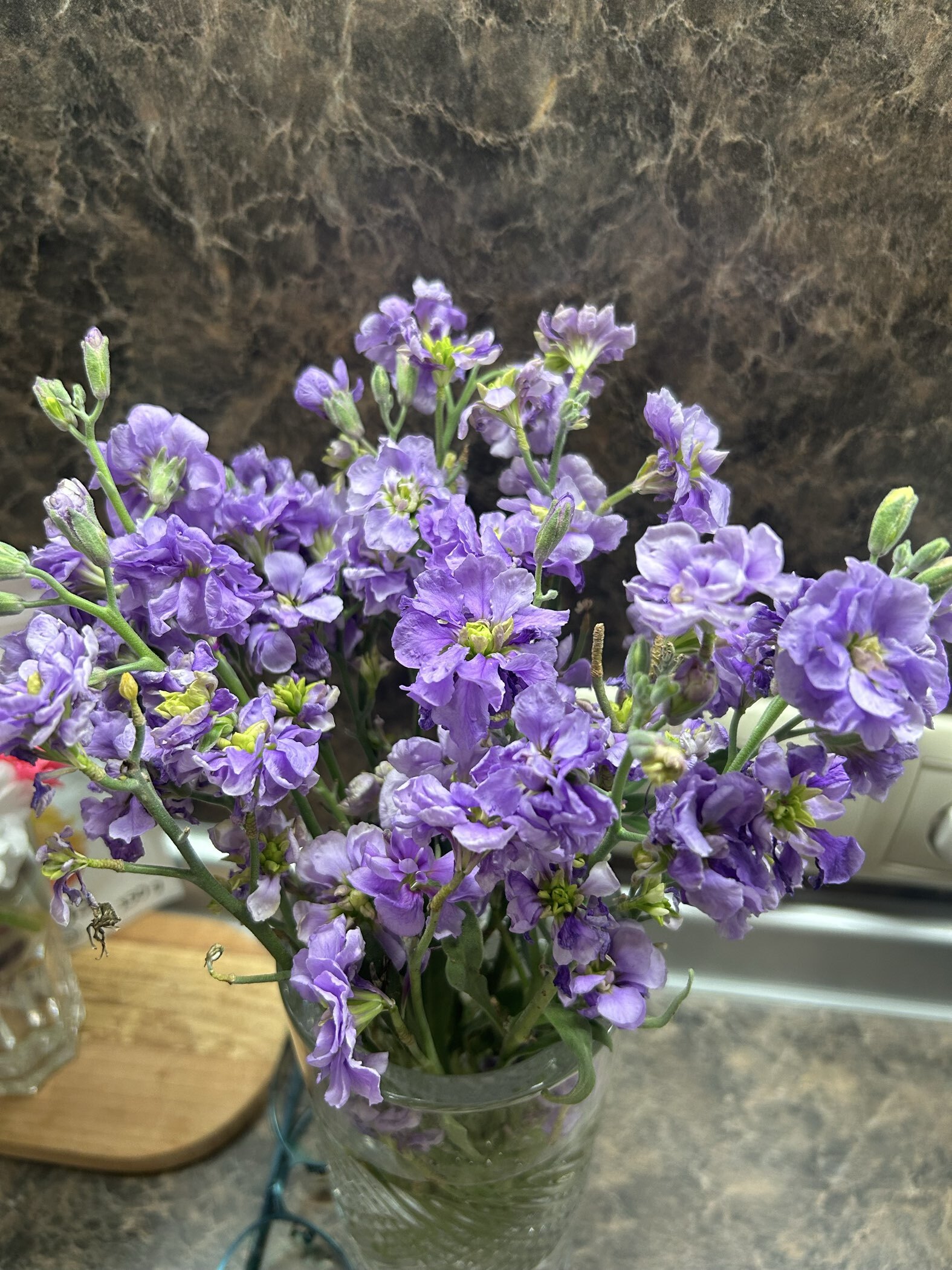 Фотография покупателя товара Семена цветов Левкой "Украшение сада*", ц/п,  серия Лавандовые грезы, 0,05 г - Фото 1