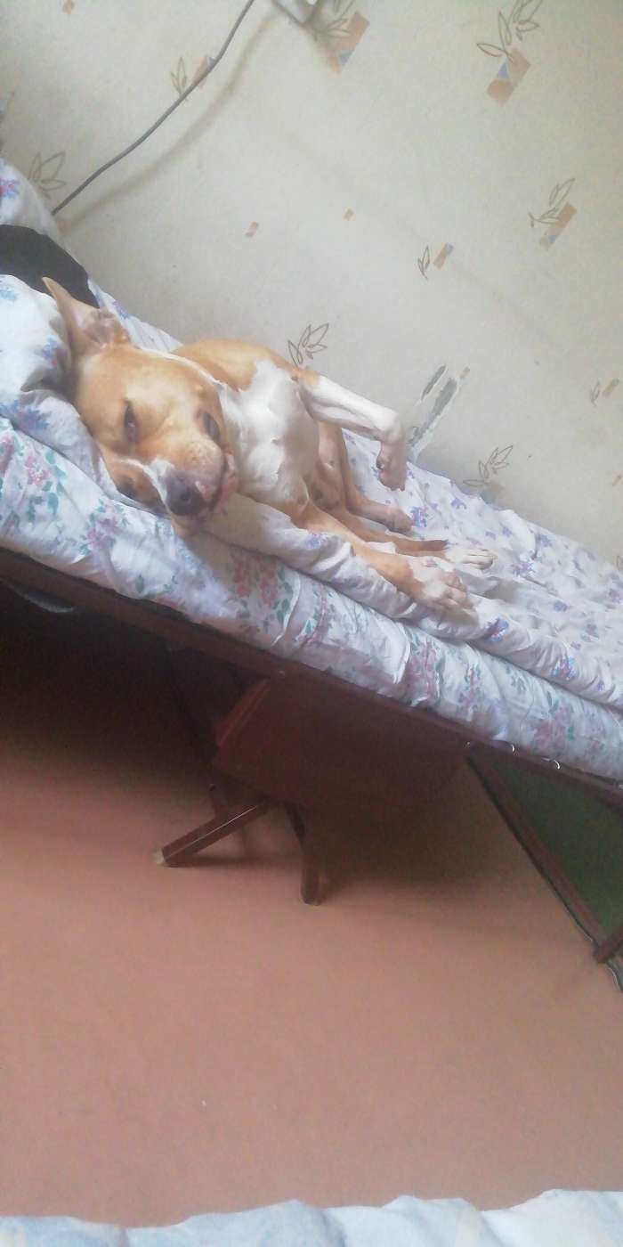 Фотография покупателя товара Сухой корм Tasty для собак, ягненок, 15 кг - Фото 1