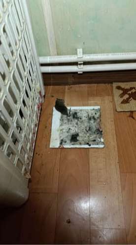 Фотография покупателя товара Пластина клеевая от крыс Mr.Mouse, без упаковки, 1шт - Фото 1