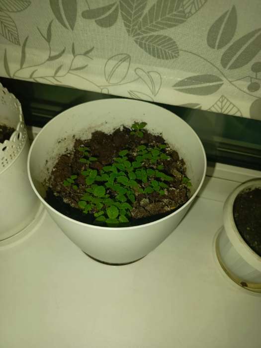 Фотография покупателя товара Семена Мелисса лимонная "Свежесть", 0,1 г ДГ