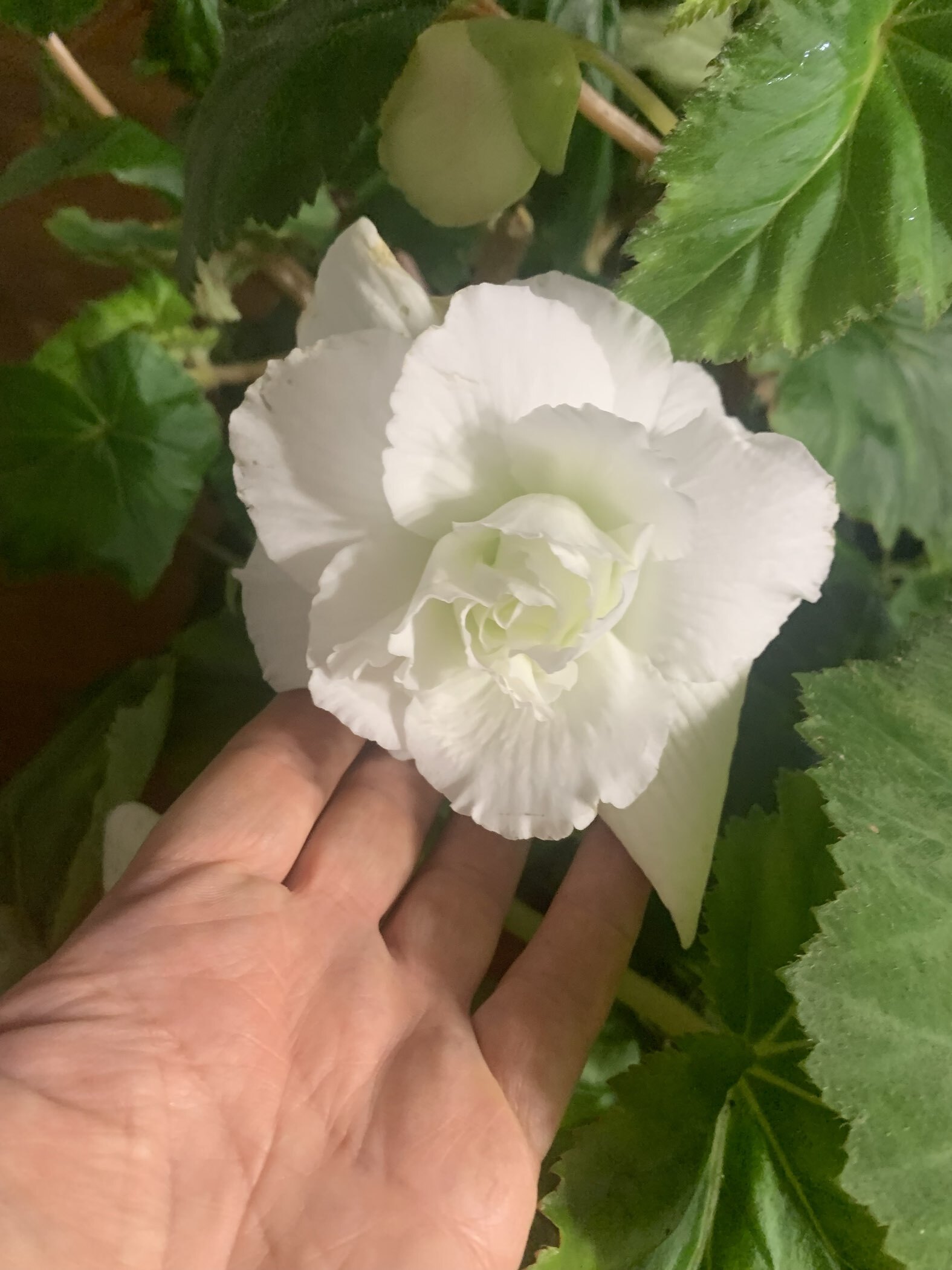 Фотография покупателя товара Бегония ампельная Вайт, р-р 4/5, 2 шт, Весна 2024 - Фото 1