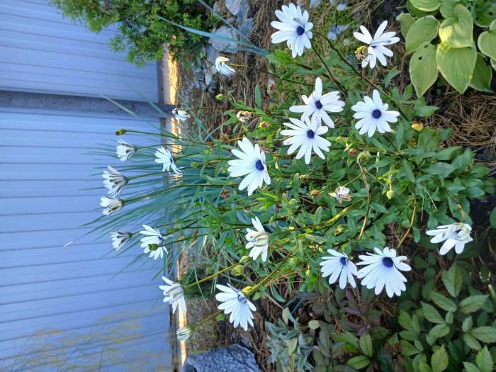 Фотография покупателя товара Семена цветов остеоспермум «Небо и Лёд». 0.1 г - Фото 3