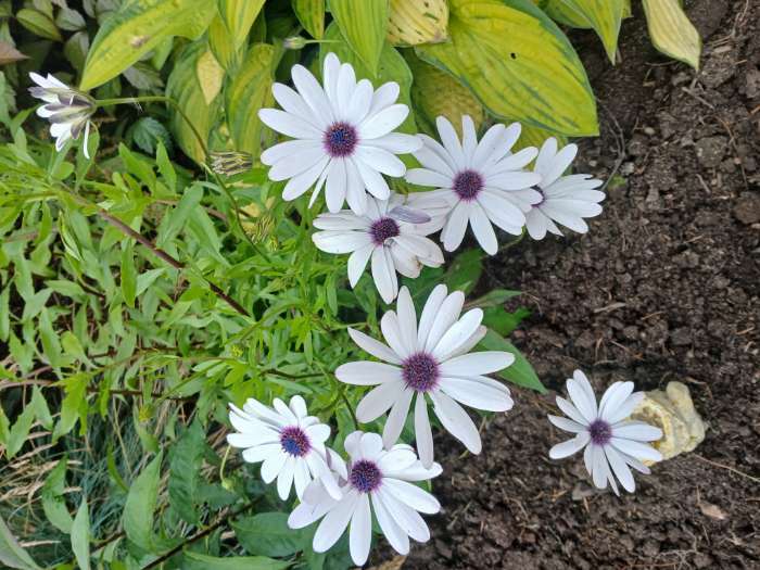 Фотография покупателя товара Семена цветов остеоспермум «Небо и Лёд». 0.1 г - Фото 4