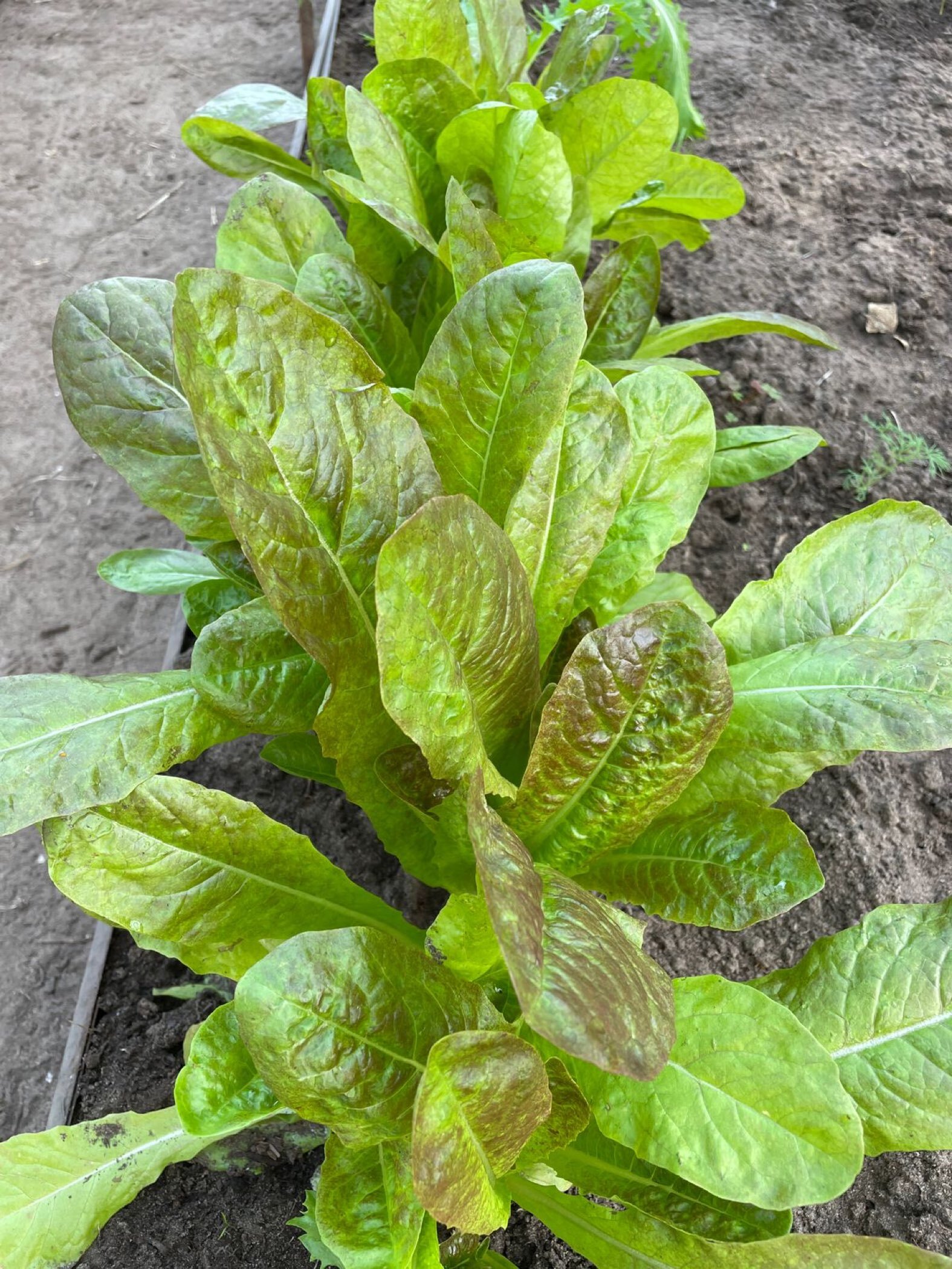 Фотография покупателя товара Семена Салат "Мишутка", 0,5 г - Фото 1