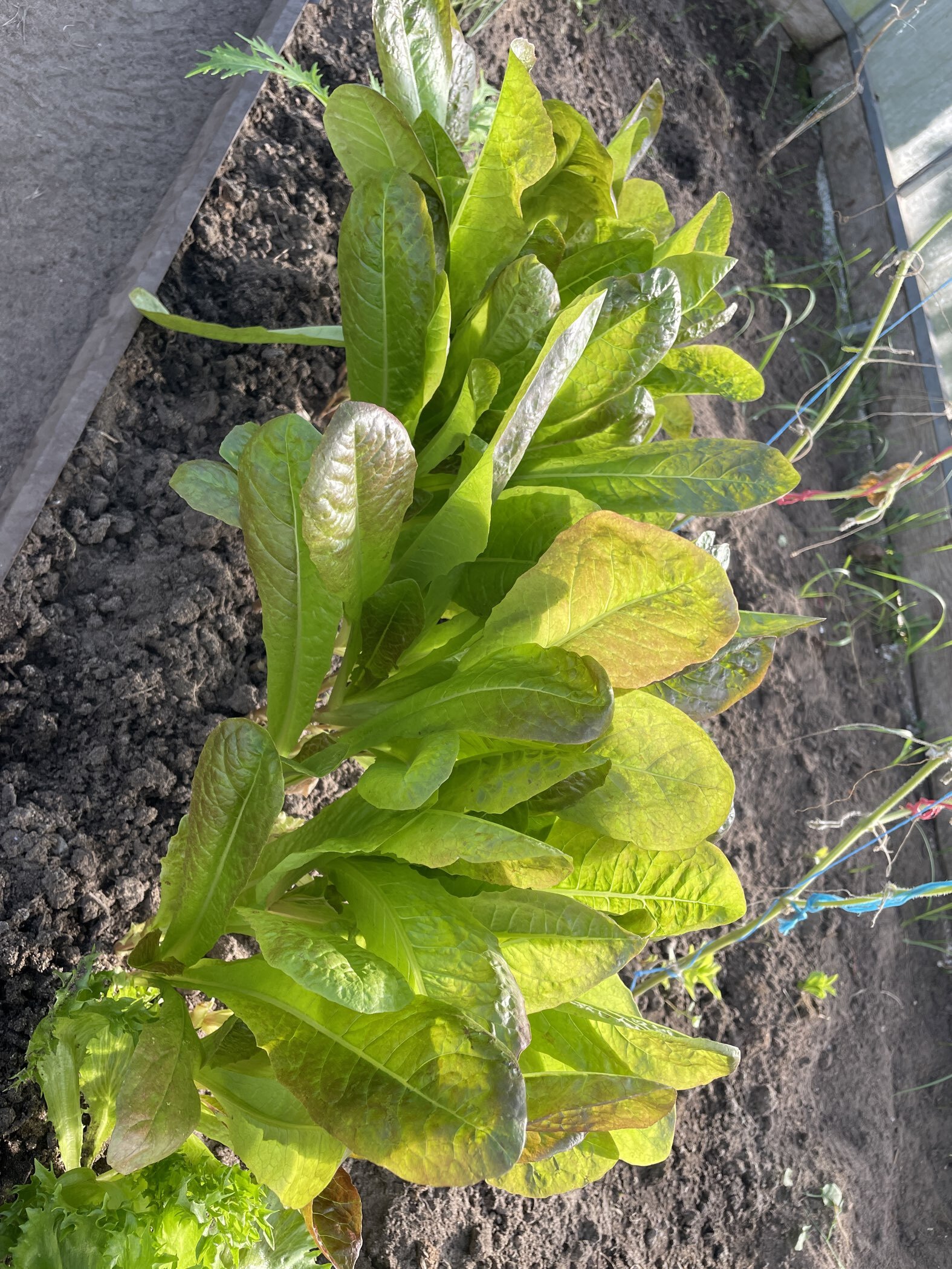 Фотография покупателя товара Семена Салат "Мишутка", 0,5 г - Фото 2