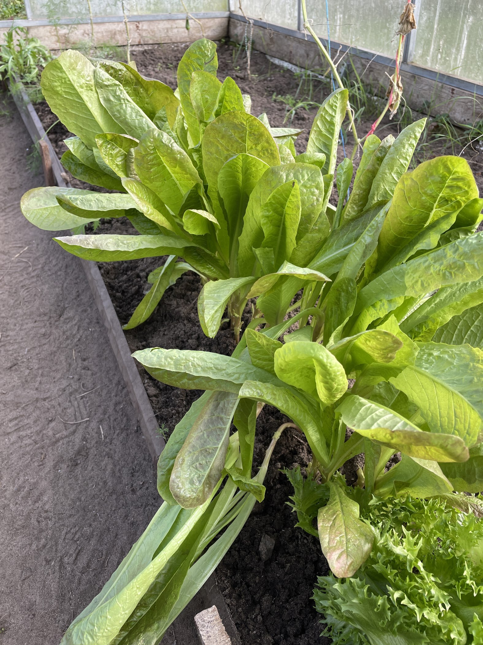 Фотография покупателя товара Семена Салат "Мишутка", 0,5 г - Фото 3