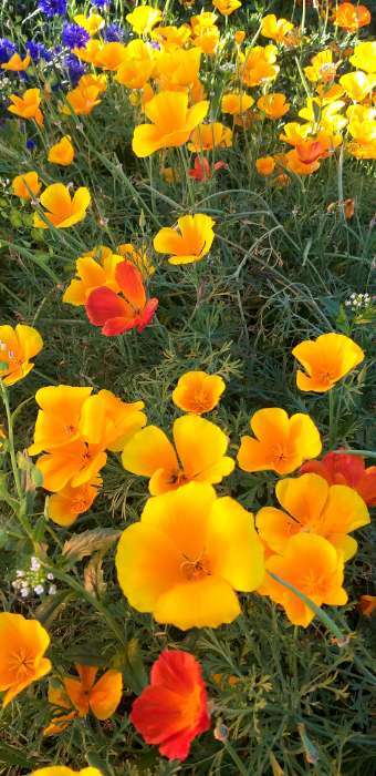 Фотография покупателя товара Семена цветов Эшшольция «Клюквенный морс», 0.2 г, «Гавриш» - Фото 1