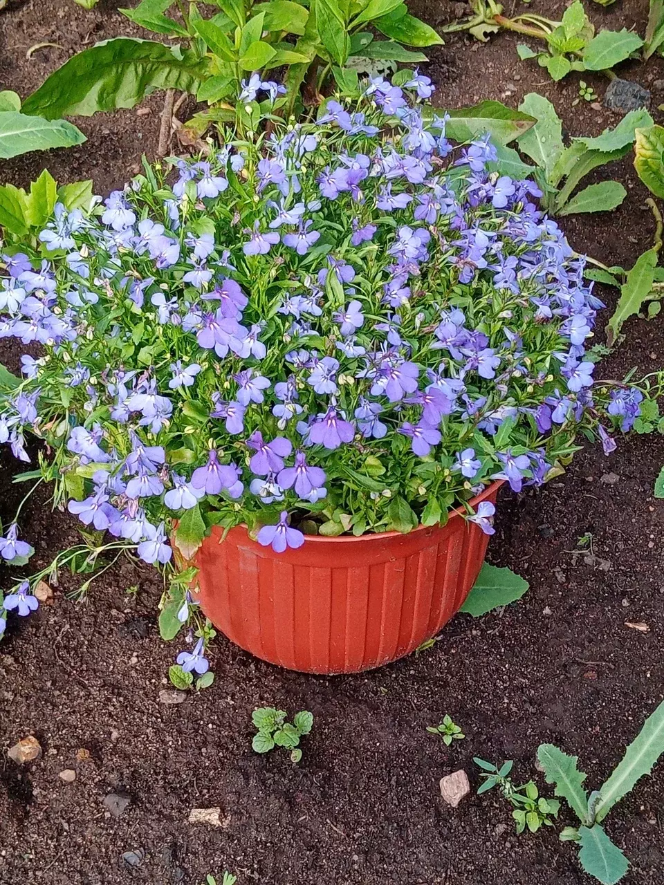 Фотография покупателя товара Семена цветов Лобелия «Топаз», цветной пакет, 0.01 г - Фото 1