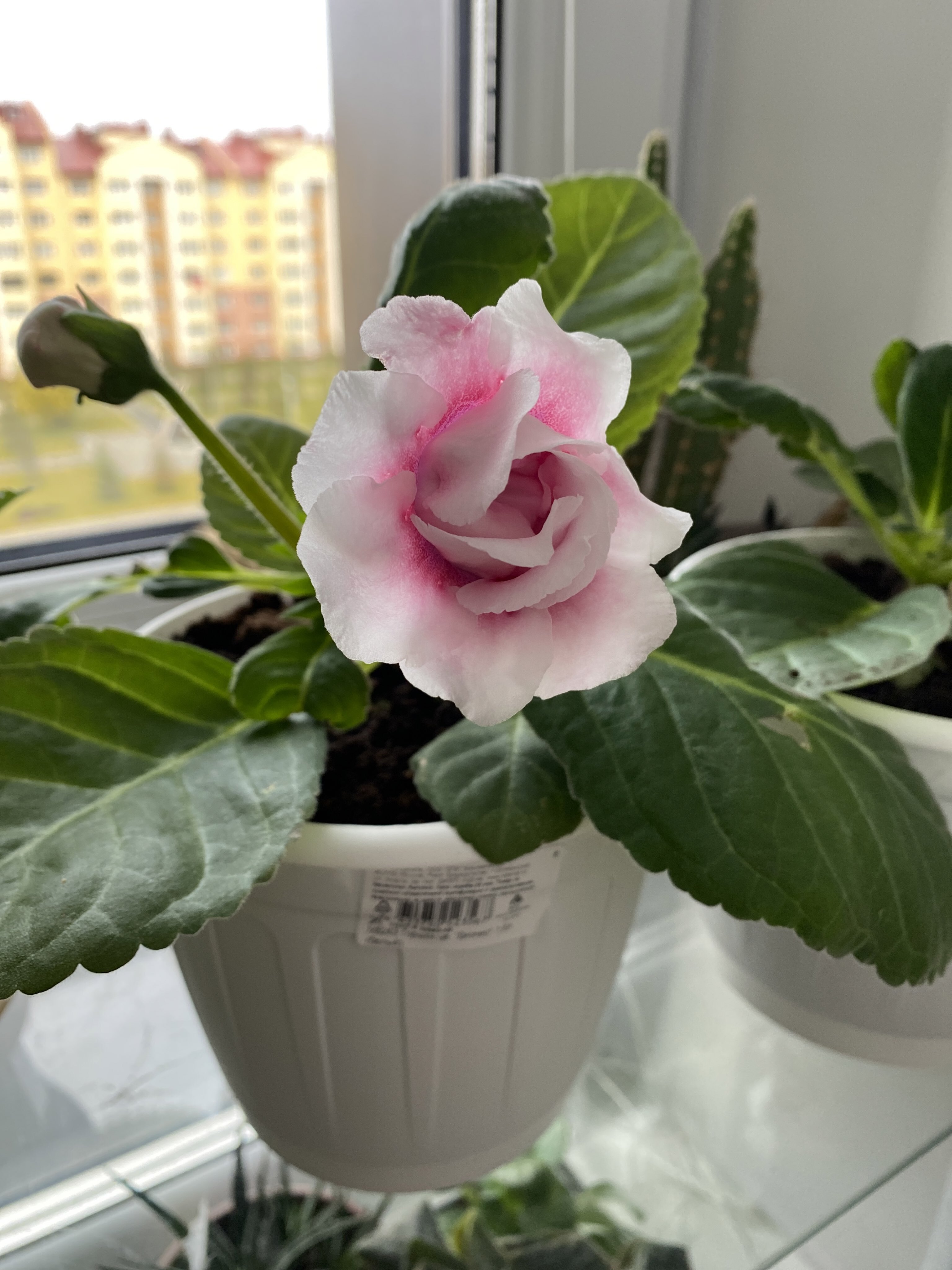 Фотография покупателя товара Семена цветов Глоксиния "Брокада", ц/п,  F1, гранулы, 4 шт. - Фото 6