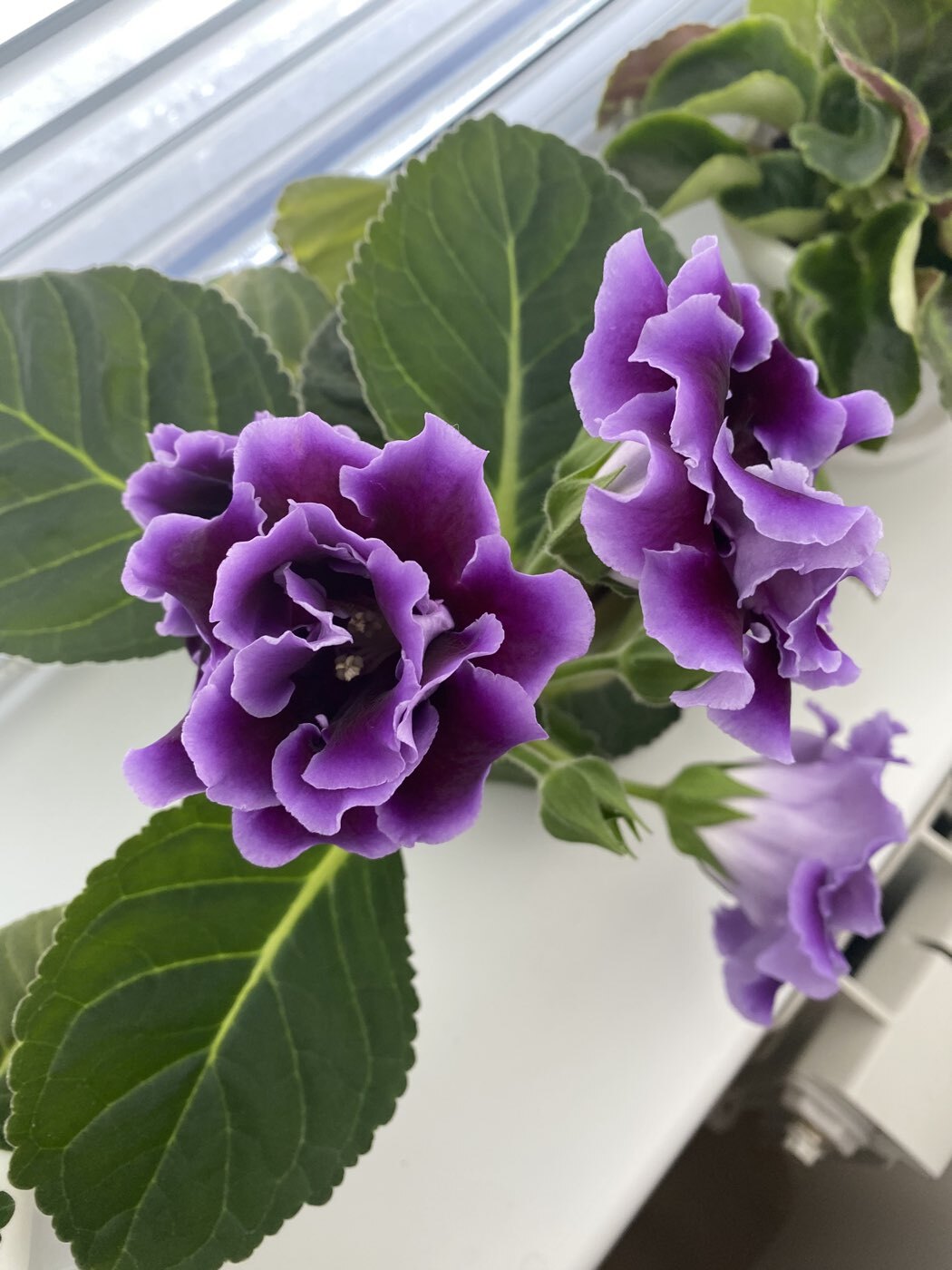 Фотография покупателя товара Семена цветов Глоксиния "Брокада", ц/п,  F1, гранулы, 4 шт. - Фото 7