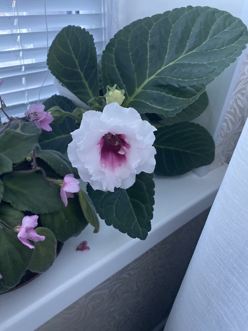 Фотография покупателя товара Семена цветов Глоксиния "Брокада", ц/п,  F1, гранулы, 4 шт. - Фото 5