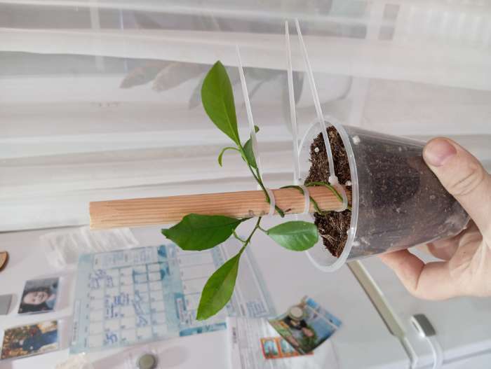 Фотография покупателя товара Кашпо для цветов «Лофт», меламин, 400 мл, МИКС - Фото 2