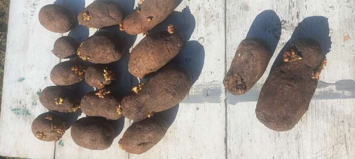 Фотография покупателя товара Семенной Картофель "Легенда", элита, 2,5 кг - Фото 1