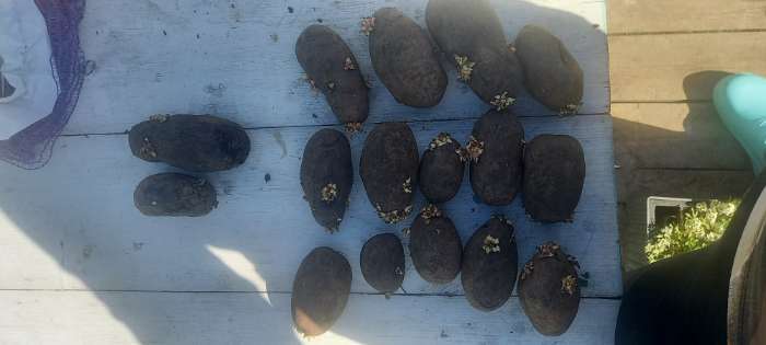 Фотография покупателя товара Семенной Картофель "Легенда", элита, 2,5 кг - Фото 2