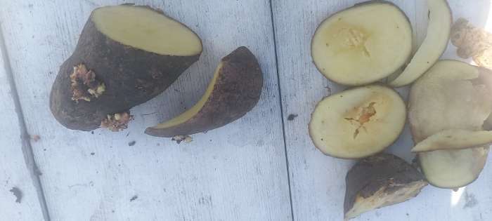 Фотография покупателя товара Семенной Картофель "Легенда", элита, 2,5 кг - Фото 6