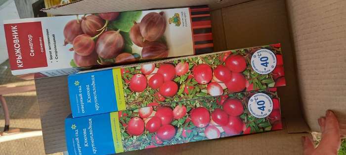 Фотография покупателя товара Клюква крупноплодная (Серия Северный Сад) «Пилигрим» 1 шт., туба - Фото 1