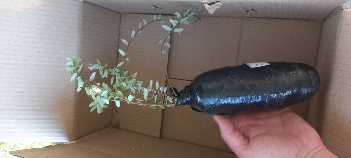 Фотография покупателя товара Клюква крупноплодная (Серия Северный Сад) «Пилигрим» 1 шт., туба - Фото 4