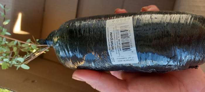 Фотография покупателя товара Клюква крупноплодная (Серия Северный Сад) «Пилигрим» 1 шт., туба - Фото 3