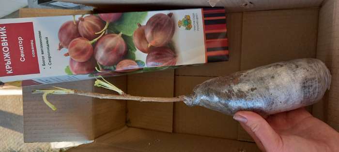 Фотография покупателя товара Крыжовник "Владил", туба, 1 шт, Весна 2025 - Фото 3