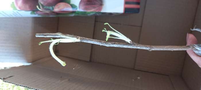 Фотография покупателя товара Крыжовник "Владил", туба, 1 шт, Весна 2025 - Фото 5