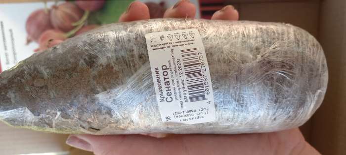 Фотография покупателя товара Крыжовник "Владил", туба, 1 шт, Весна 2025 - Фото 4