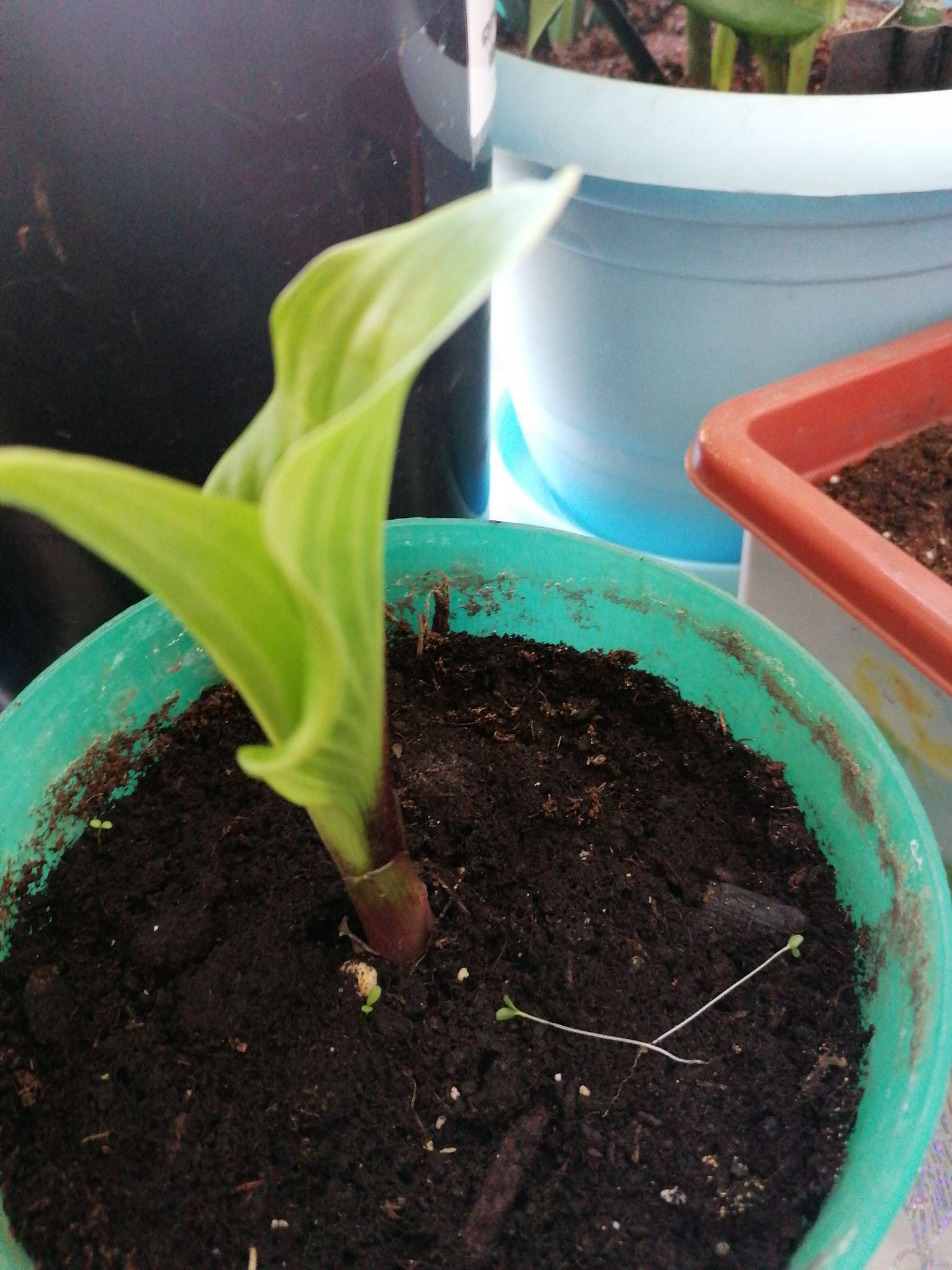 Фотография покупателя товара Хоста гибридная Сорбет, I р-р, 1 шт. 70*50 h(см), Осень 2024 - Фото 1