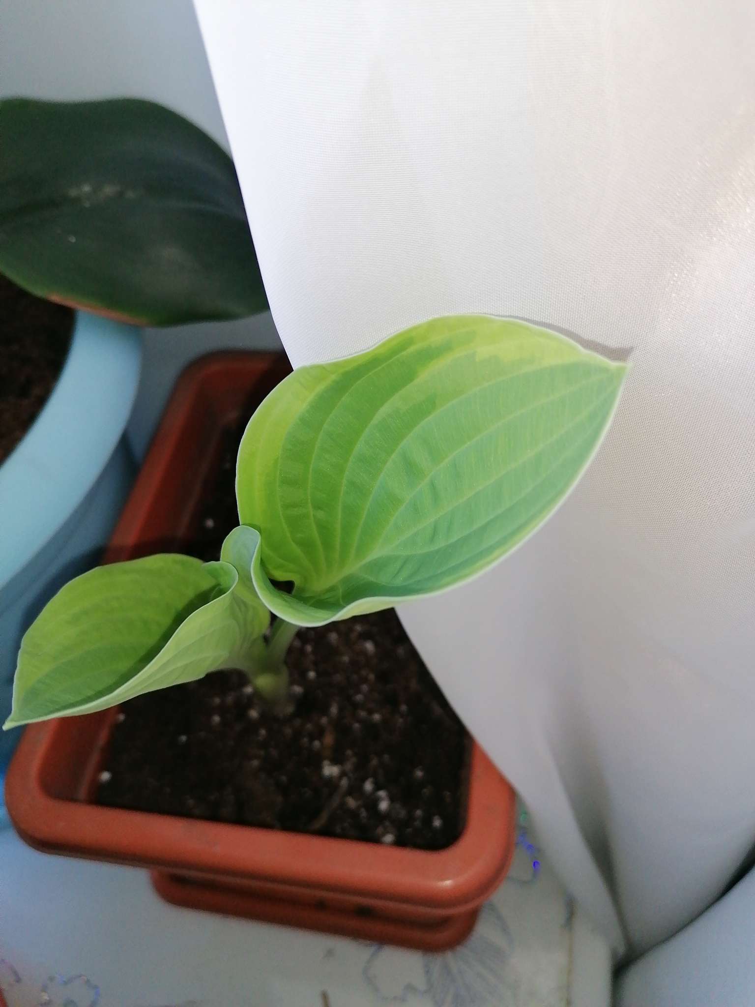 Фотография покупателя товара Хоста гибридная Сорбет, I р-р, 1 шт. 70*50 h(см), Осень 2024 - Фото 2