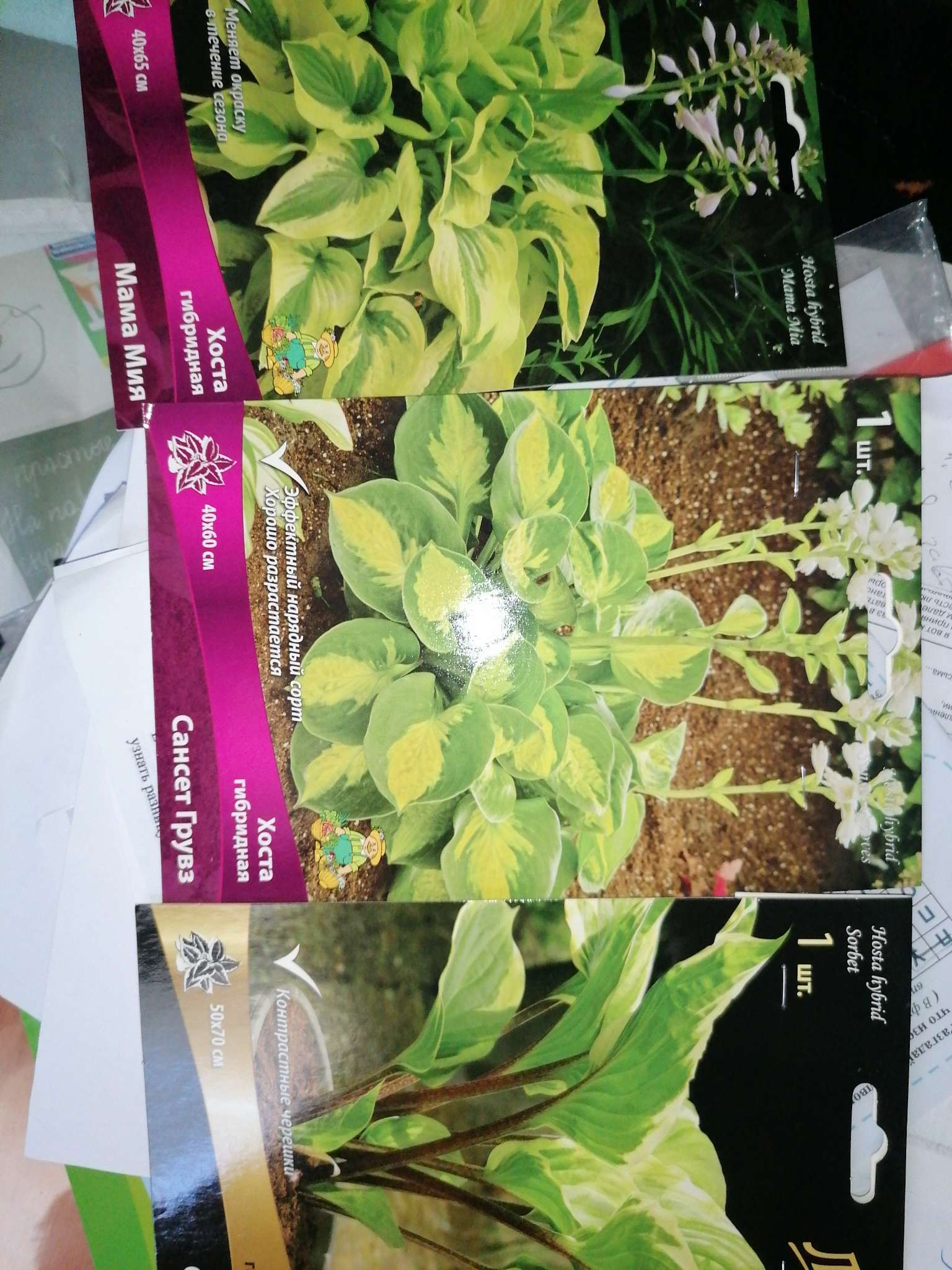 Фотография покупателя товара Хоста гибридная Сорбет, I р-р, 1 шт. 70*50 h(см), Осень 2024 - Фото 4