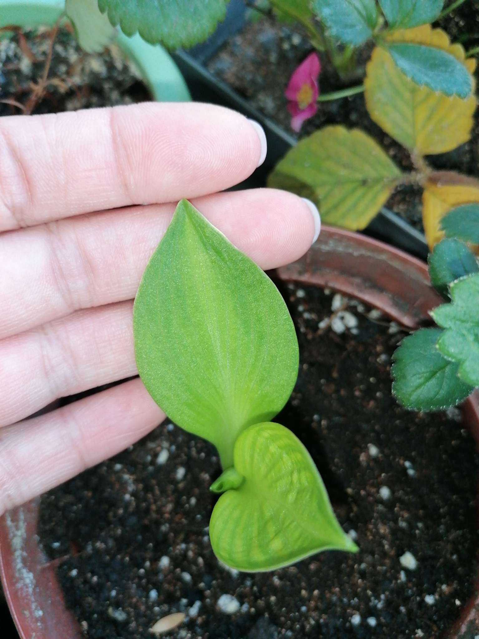 Фотография покупателя товара Хоста гибридная Сорбет, I р-р, 1 шт. 70*50 h(см), Осень 2024 - Фото 3