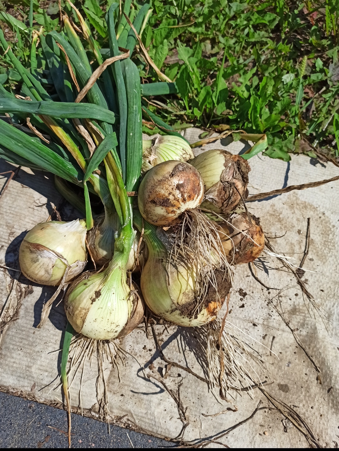 Фотография покупателя товара Семена Лук репчатый "Эксибишен" "Лидер", 0,2 г, - Фото 6