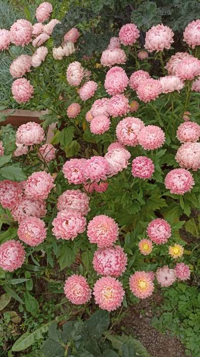 Фотография покупателя товара Семена Цветов Астра «Александрия шамоа», 0.1 г - Фото 2