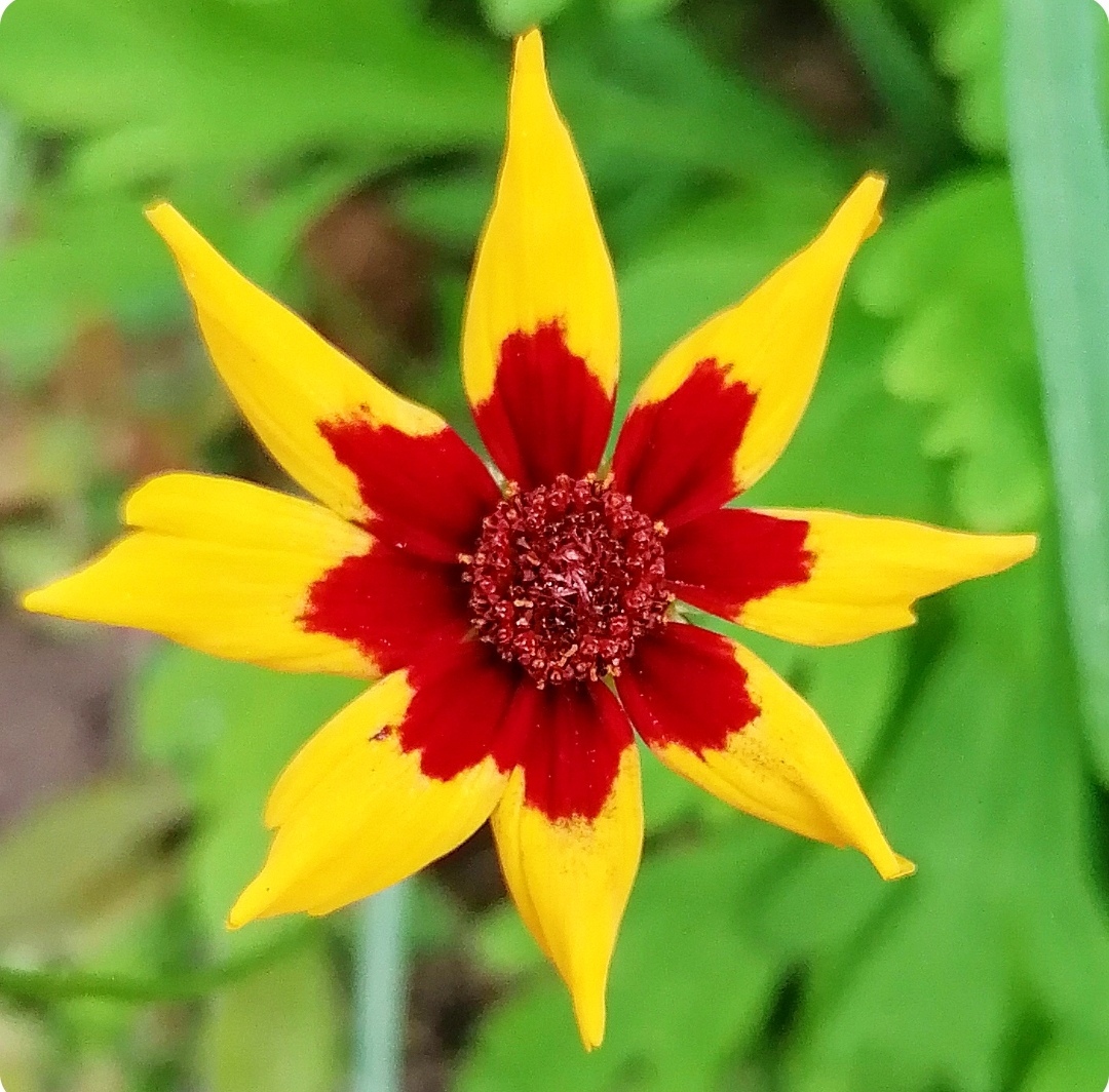 Фотография покупателя товара Семена цветов Кореопсис ланцетовидный "Потеха", 0,1гр - Фото 1