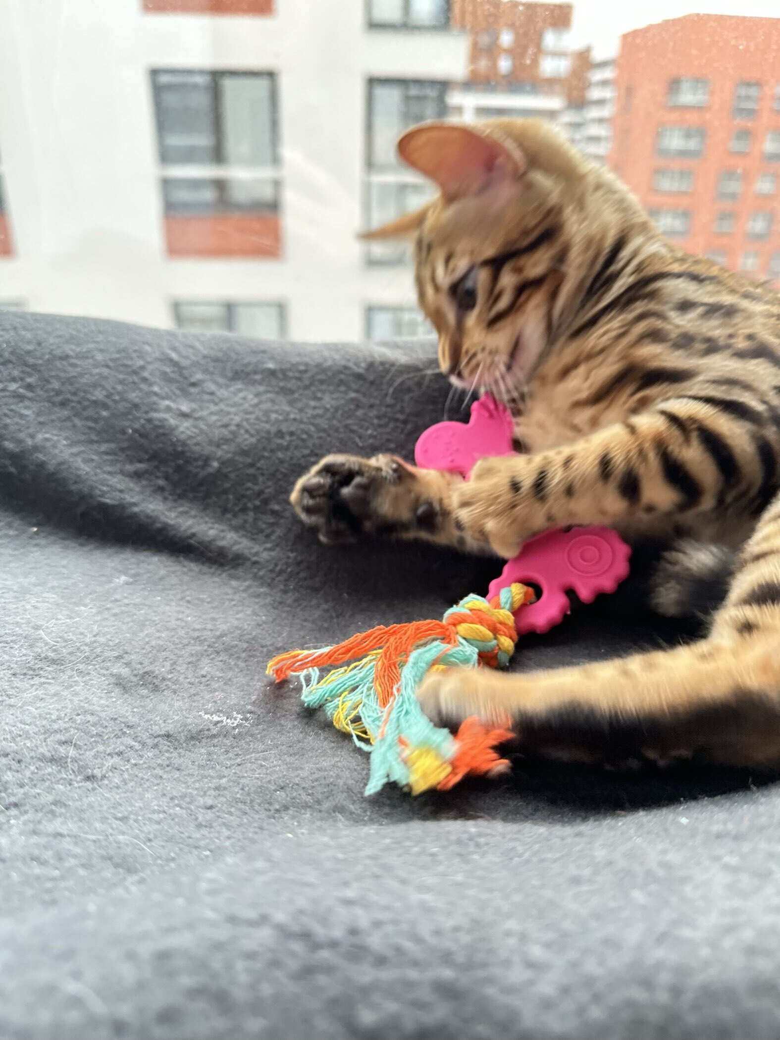 Фотография покупателя товара Игрушка жевательная с канатом «Кость с хвостом», зелёная - Фото 1