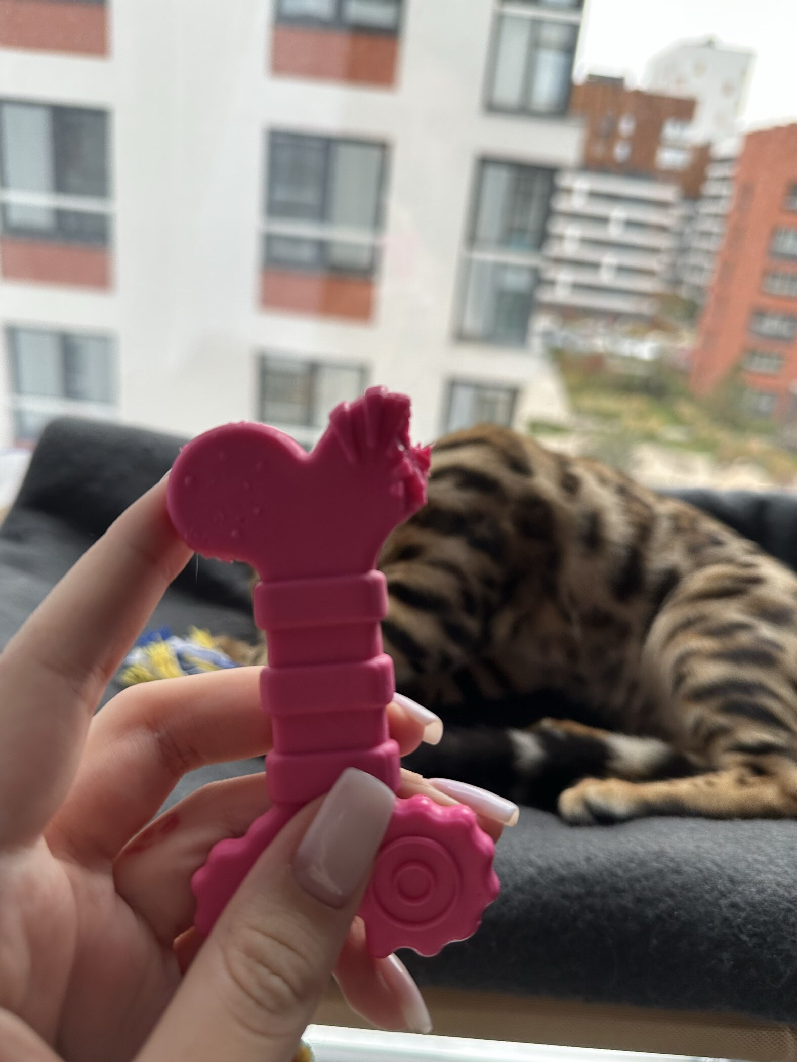 Фотография покупателя товара Игрушка жевательная с канатом «Кость с хвостом», зелёная - Фото 2