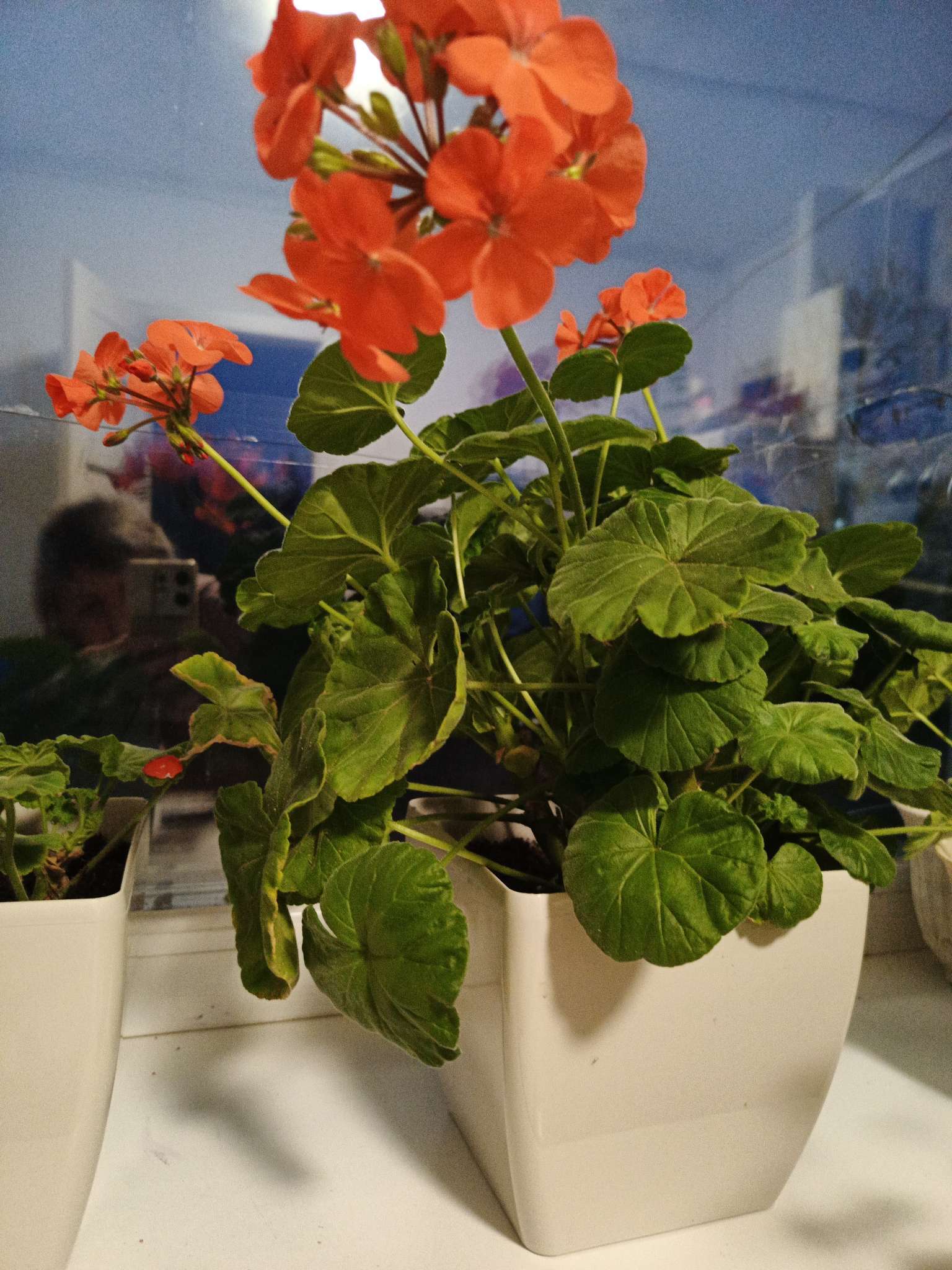 Фотография покупателя товара Кашпо для цветов, 15×15 см, 2.5 л, пластик, белое - Фото 1